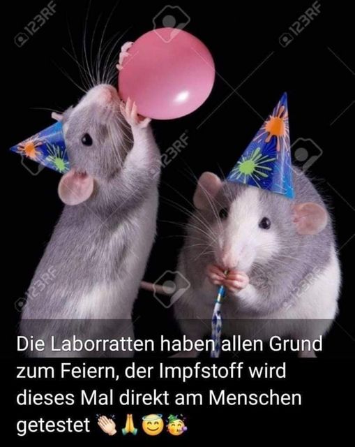 Laborratten.jpg.e70873372cc208c615859ade1e40177e.jpg